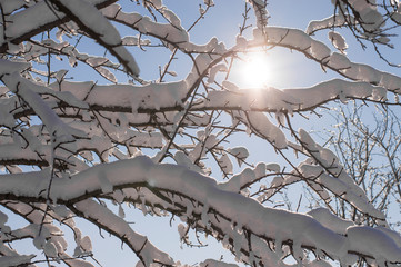 branches in the snow against a blue sky
