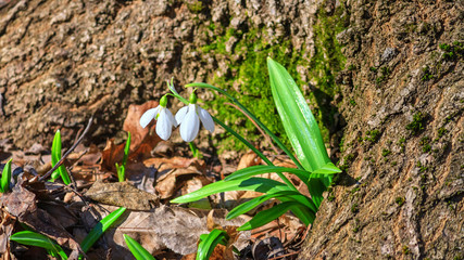 Galanthus nivalis or common snowdrop - blooming white flowers in early spring in the forest, closeup