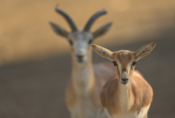 Naklejka na ściany i meble Gazelle antelope deer in the wilderness