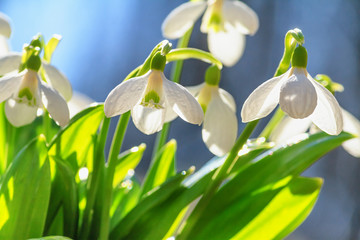 Fototapeta premium Galanthus nivalis or common snowdrop - blooming white flowers in early spring in the forest, closeup