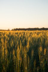 Scene of sunset or sunrise on the field with young rye or wheat in the summer with a cloudy sky background. Landscape.