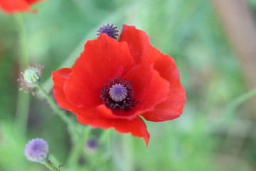 Fototapeta premium A poppy is a flowering plant in the subfamily Papaveroideae of the family Papaveraceae. Poppies are herbaceous plants, often grown for their colourful flowers