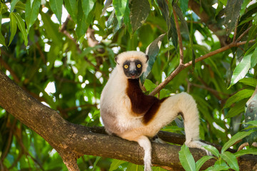 Coquerel's sifaka (Propithecus coquereli) sitting on a tree in Madagascars Ankarafantsika National Park