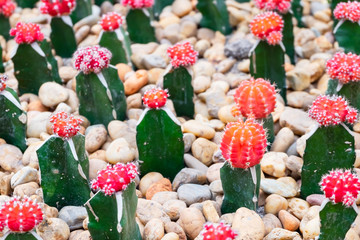 Many cactuses on a sand stone.Grafted red cactus plant.A moon cactus created from a red Gymnocalicium mihanowichii.Gymnocalicium mihanowichii Hibotan, succulent plant.