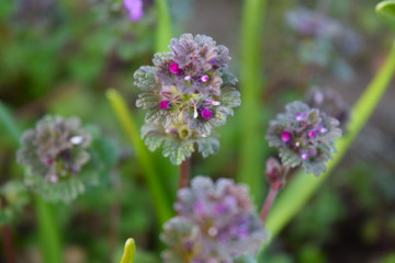 Close Up of Creeping Charlie Weed, Hen Bit