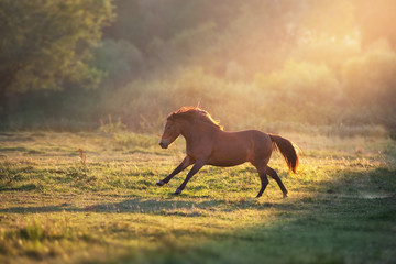 Horse galloping in sunlightwith dust at summer pasture