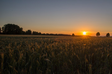 Scene of sunset or sunrise on the field with young rye or wheat in the summer with a cloudy sky background. Landscape.