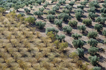 View on a field of olive trees and of other fruit trees, each in rows, separated diagonally, in...