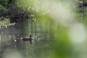 Restful Mallard Duck on Serene Fresh Pond Dennis Massachusetts