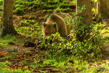 Braunbär im Wildgehege