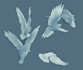 Realistic pigeons set.Doves of peace collection.Vector illustration