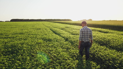 Farmer inspects chickpea growth walking through the field. Fresh green chickpeas field. Digital...