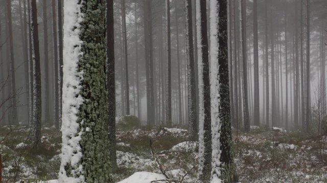 winter in scanidinavia - january in norway and sweden