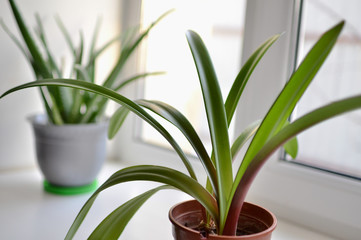  Indoor plants on the window in the house.