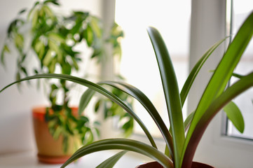  Indoor plants on the window in the house.