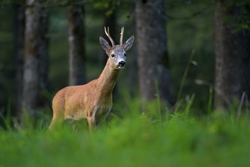 Naklejka na ściany i meble European Roe deer ( Capreolus Capreolus ) in the dark Forest