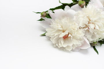 White peonies and buds on a white background. Bouquet of fresh flowers