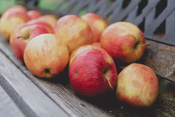 Red apples lie on an old garden bench. Autumn