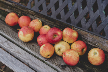 Red apples lie on an old garden bench. Autumn