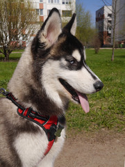 Siberian Husky on a walk. Portrait of a dog on a background of green grass.