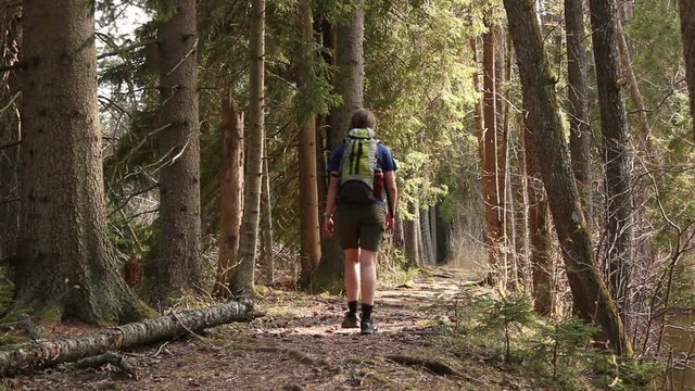 Female Hiker hiking in the Woods with many Trees - The Caucasian Woman walks on the Forest Trail path - Stock Video Clip Footage