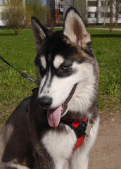 Siberian Husky on a walk. Portrait of a dog on a background of green grass.
