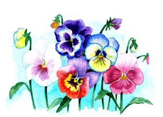 Watercolor illustration " Multicolored Pansies"