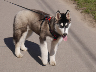 Siberian Husky on a walk. Portrait of a dog on a background of green grass.