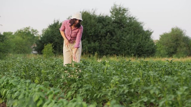 A young woman cuts weeds in the soil between rows of potato seedlings in a vegetable garden. Growing organic vegetables.