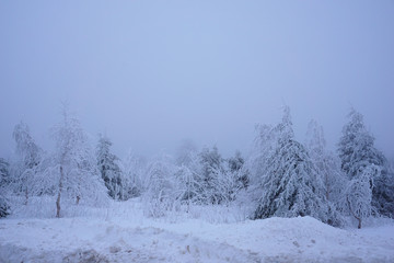 Fototapeta na wymiar Schneebedeckte Bäume auf dem Fichtelberg bei Nebel und Frost - Snow-covered trees on the Fichtelberg in fog and frost