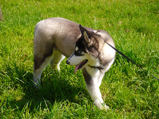 Siberian Husky on a walk. Portrait of a dog on a background of green grass.