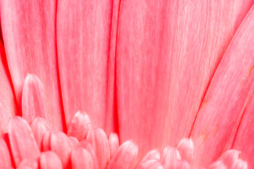 Macro photo of red and pink gerbera flowers on a blue background