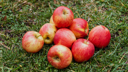 Red apples lie on the green grass. A bunch of apples