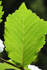 Blatt