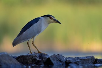 black crowned night heron (Nycticorax nycticorax) waiting on the stone in the natural environment