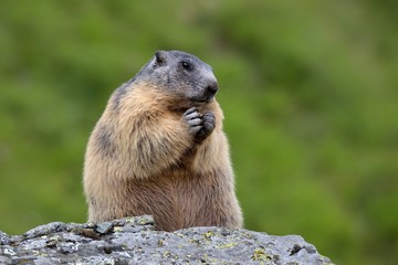 alpine marmot (Marmota marmota) in the natural  environment 