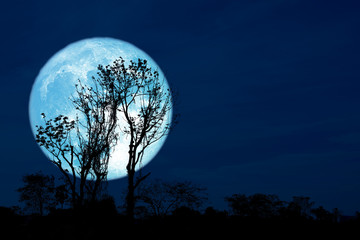 Fototapeta na wymiar Full Crust blue Moon and silhouette tree in the field and night sky