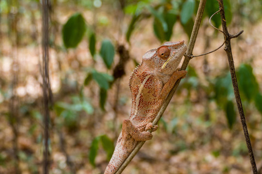 Panther Chameleon on a tree (Furcifer pardalis) in Ankarana National Parc Madagascar - close-up, portrait