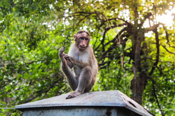 Indian Monkey seating on box in forest. monkey doing itching. 