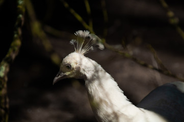  white peacock looking at the ground in the zoo