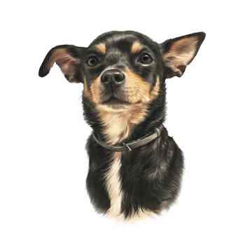 Miniature Pinscher Dog. Toy Manchester Terrier. Head of a black toy terrier isolated on white background. Animal art collection: Dogs. Realistic puppy Portrait. Hand Painted Illustration of Pet
