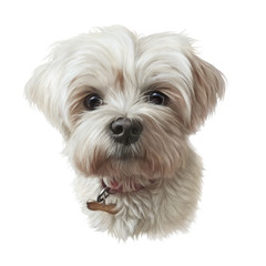 Portrait of Shih Tzu Dog. Shih-poo. Toy or Miniature Poodle isolated on white background. Cute puppy. Watercolor hand drawn pet illustration. Animal art collection: Dogs. Good for print T-shirt, pillo