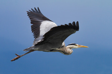 Gray heron in flight over a blue sky.
