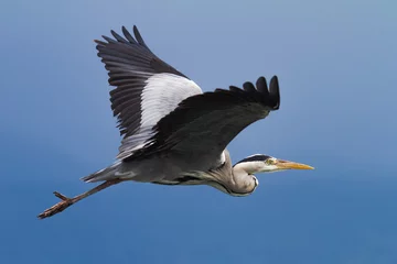 Foto op Plexiglas Gray heron in flight over a blue sky. © StudioAraminta