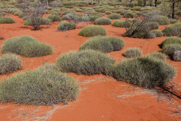Suchy grunt australijski