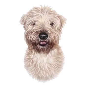 Front view of Maltese Dog isolated on a white background. Toy or Miniature Poodle. Cute puppy. Realistic hand drawn pet illustration. Animal collection: Dogs. Design template. Good for T-shirt, pillow