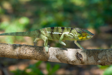 panther chameleon on a tree close-up / macro (Furcifer pardalis) in Nosy Bes Lokobe National Park Madagasca