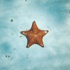 Fototapeta na wymiar starfish underwater