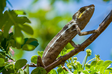 Female Panther chameleon (furcifer pardalis) on a tree close to Madagascars island Nosy Be