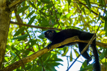 black lemur (Eulemur macaco) / Moor Lemur sits in the trees in Lokobe National Park on Nosy Be Madagascar